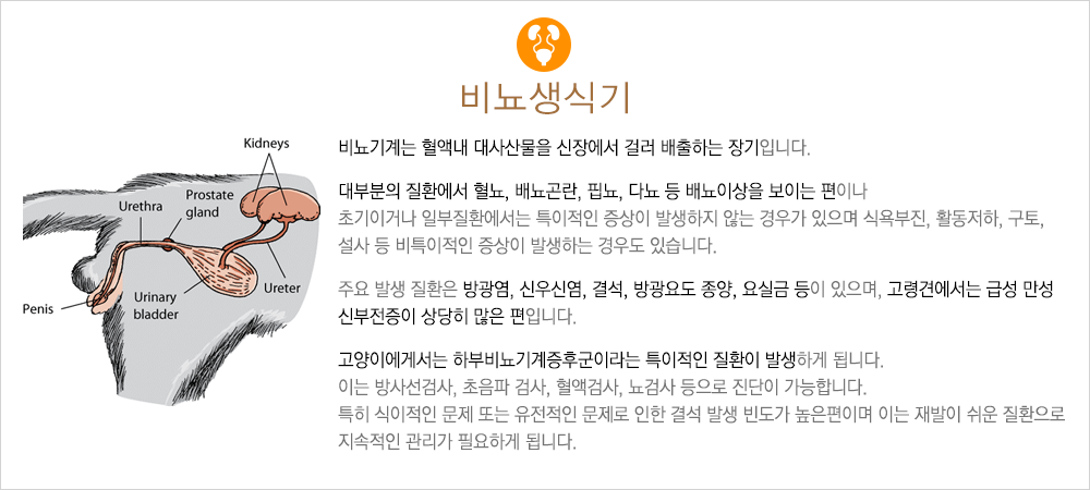 비뇨생식기