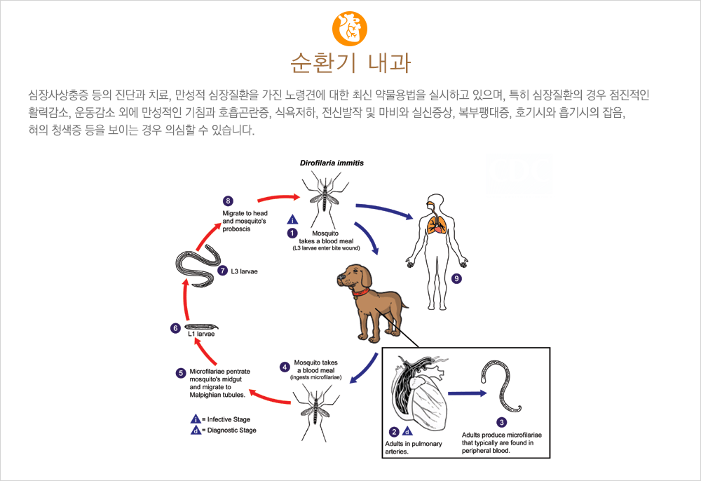 순환기 내과